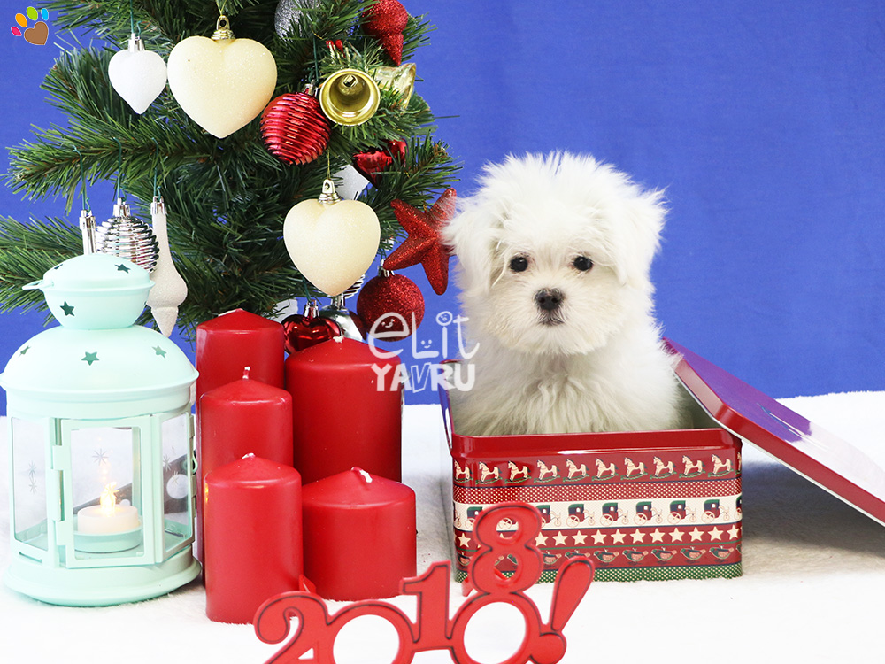 Maltese Terrier cinsi elit yavrularımız herkese mutlu yıllar diliyor