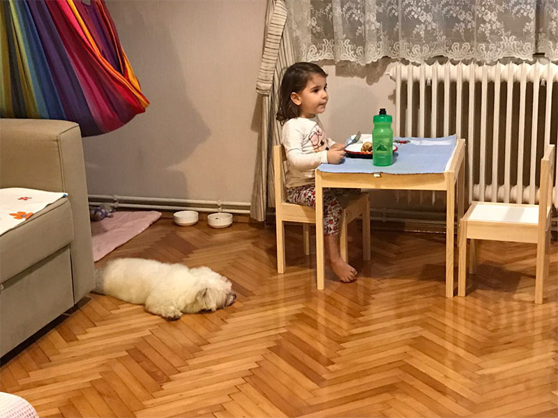 Melike Nur Terzioğlu Maltese Terrier satışı