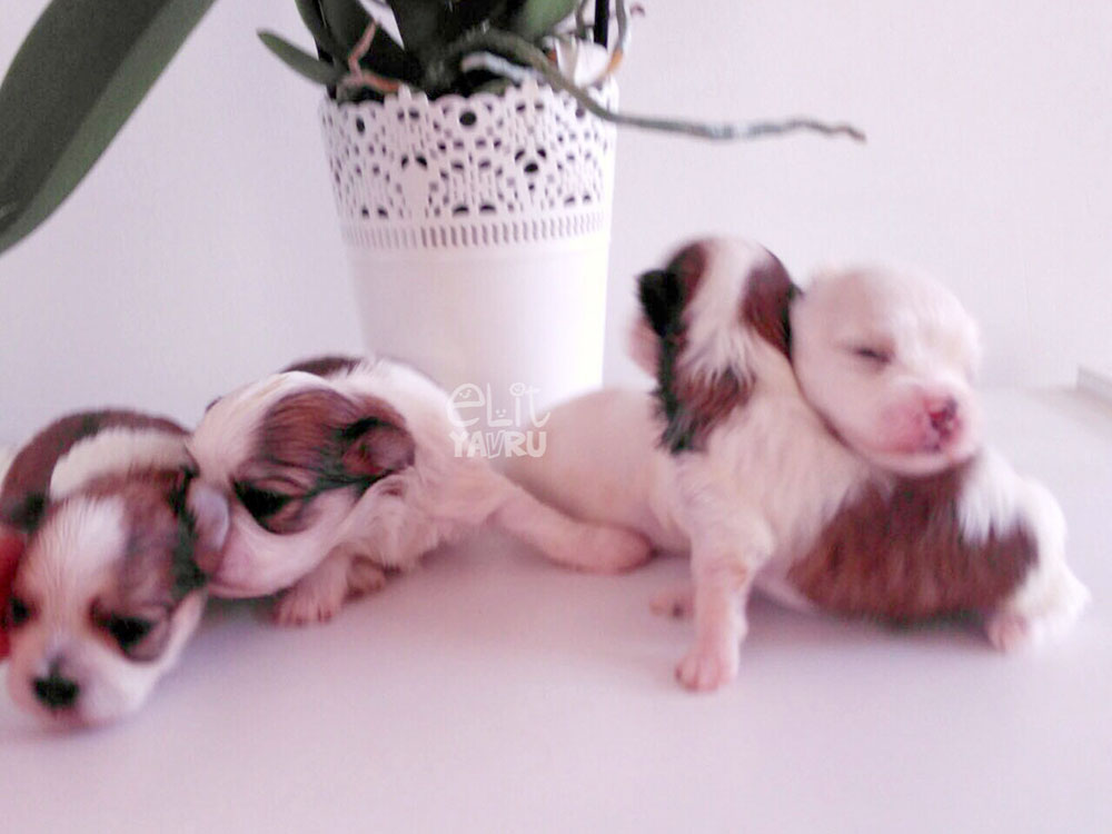 morkie yavruları