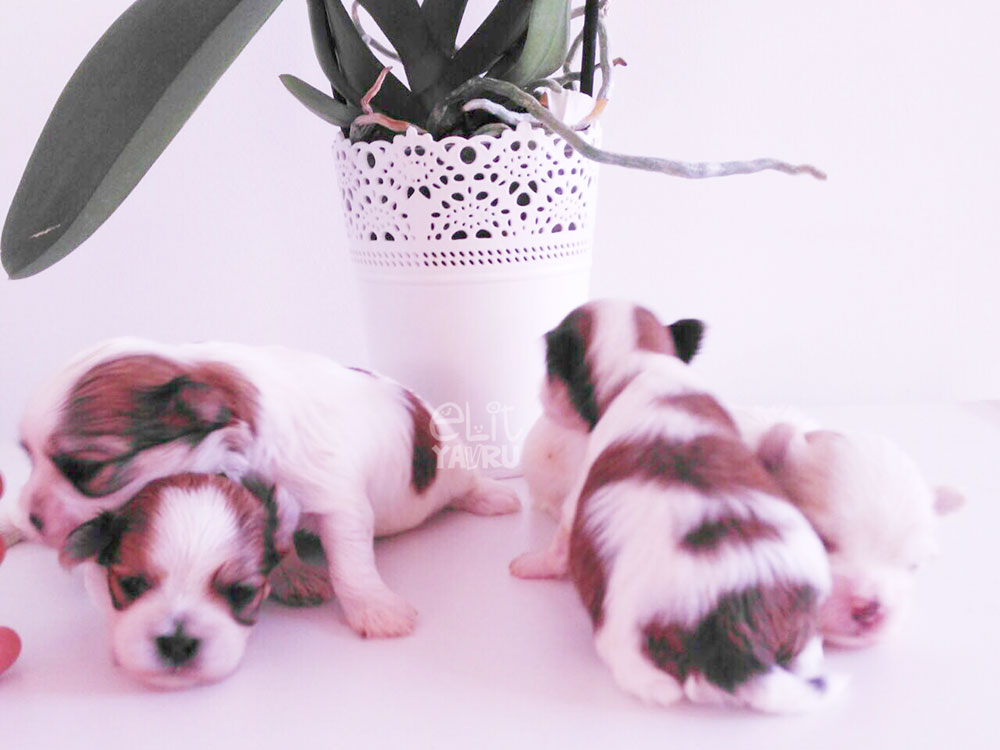 morkie yavruları