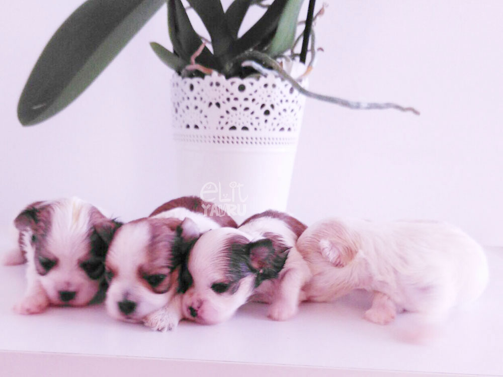 morkie yavruları