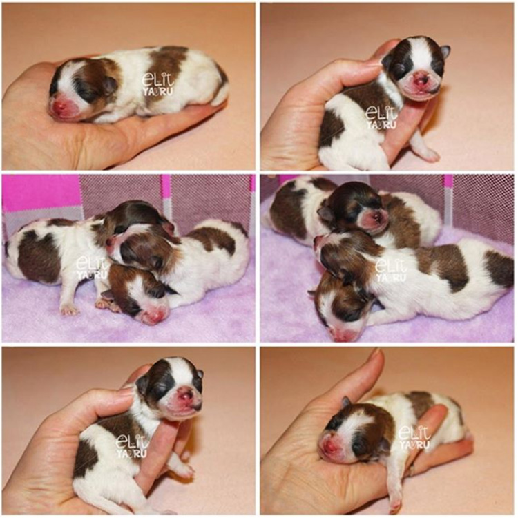 Parti color Pomeranian elit yavrularımız dünyaya geldi