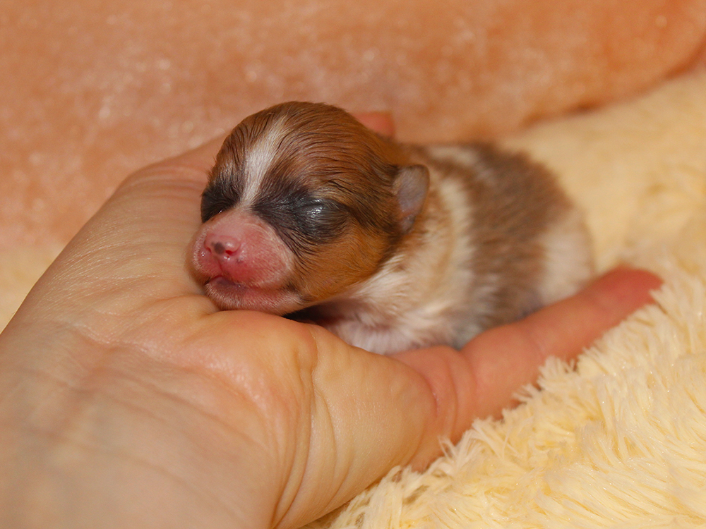 Pomeranian elit yavrularımız dünyaya geldi