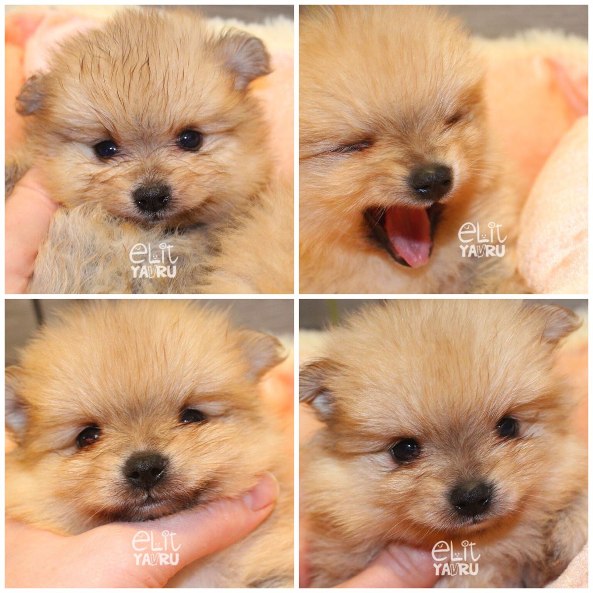 Pomeranian elit yavrularımız