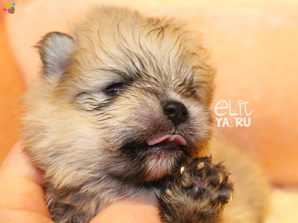 Pomeranian bebeklerimiz