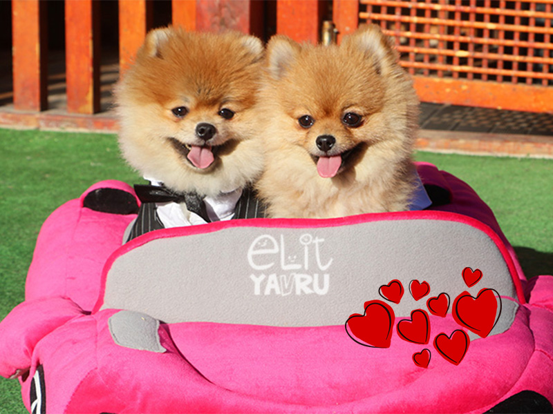 Sevgililer Günü Pomeranian Boo Elit Yavru