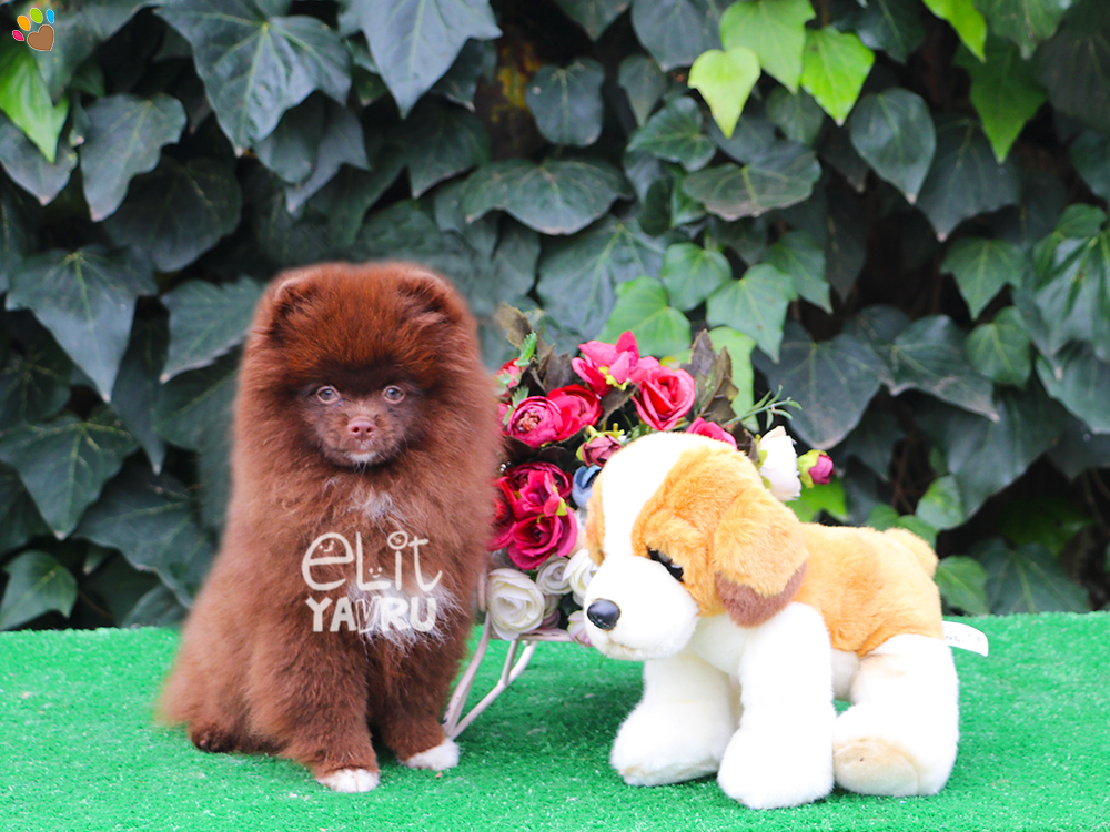 Chocolate ve Merle rengi Pomeranian elit yavrularımız :)