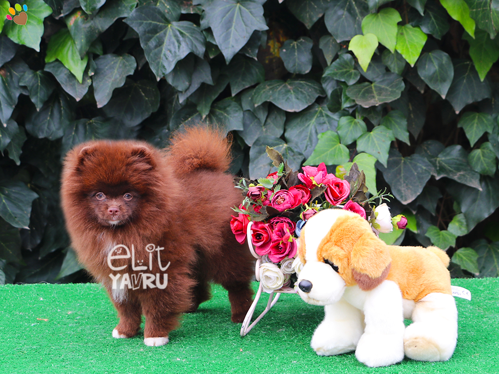 Chocolate ve Merle rengi Pomeranian elit yavrularımız :)