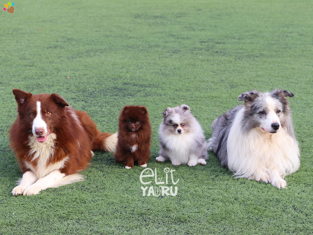 Chocolate ve Merle rengi Pomeranian ve Border Collie elit yavrularımız :)