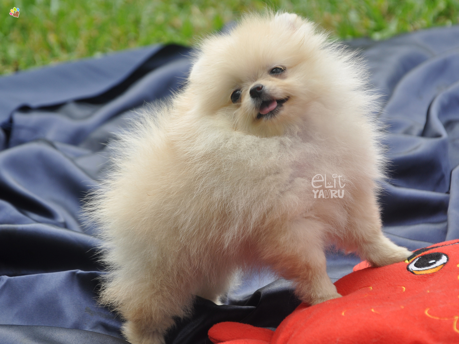 pomeranian boo satış