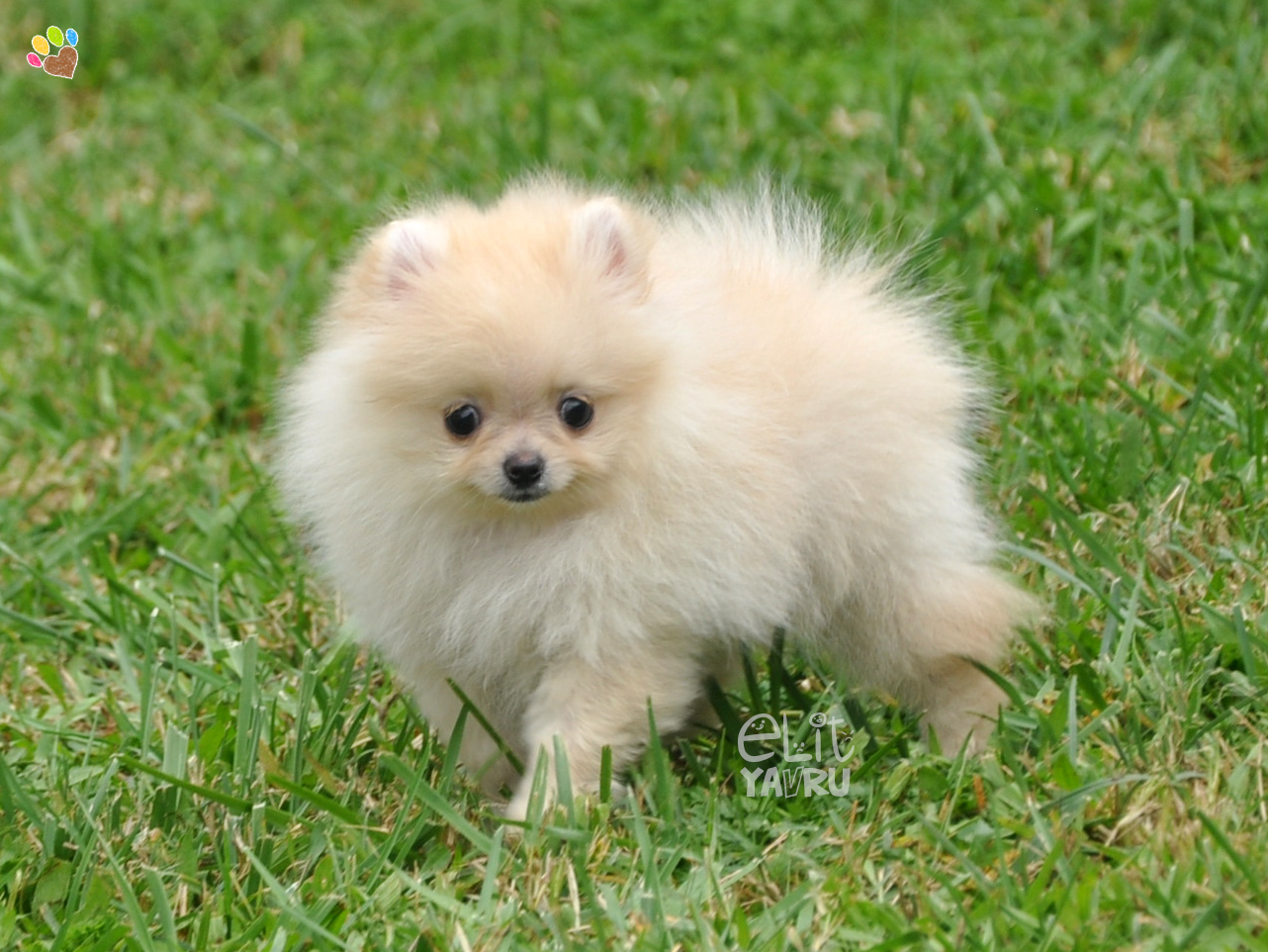 pomeranian boo satış