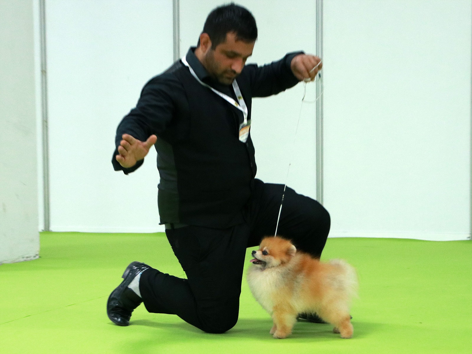 2019 petzoo yarismasi kuzya