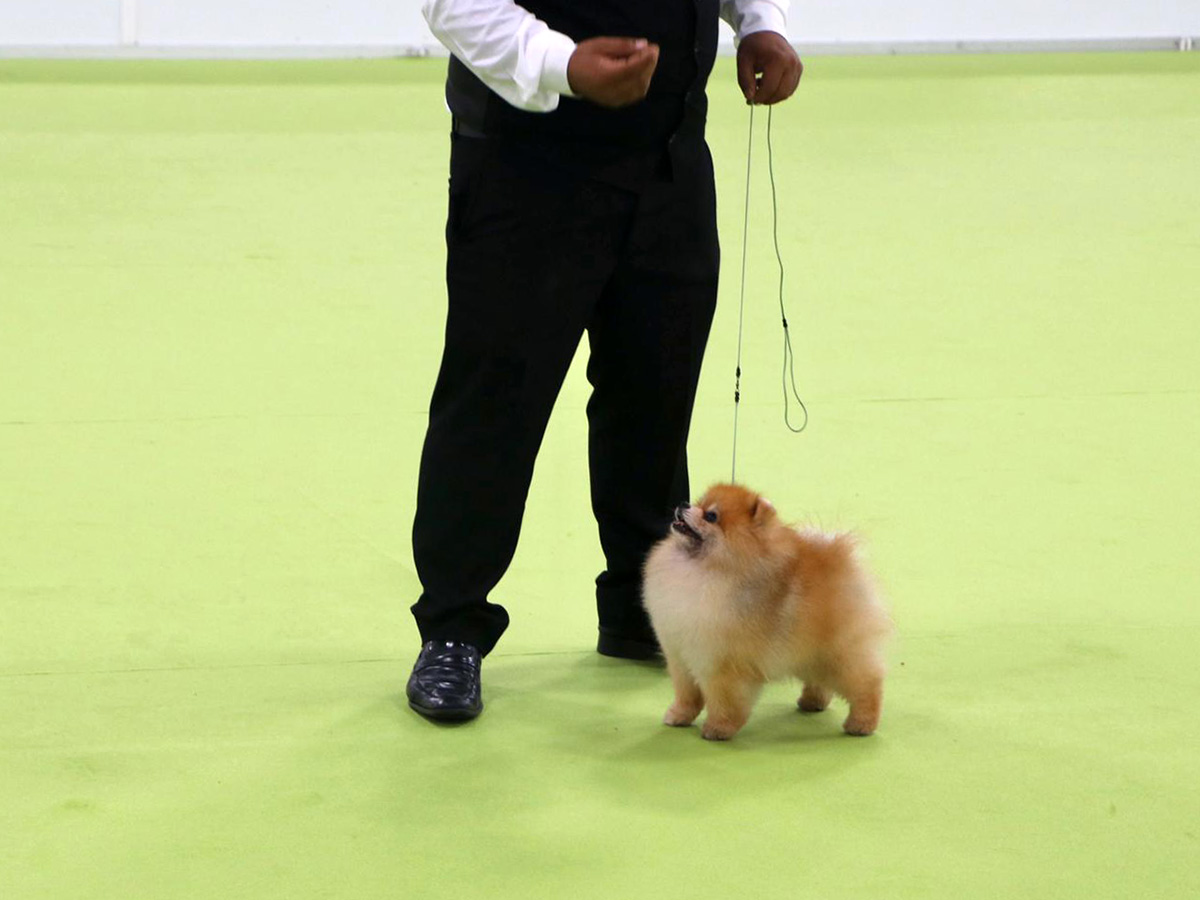 2019 petzoo yarismasi kuzya