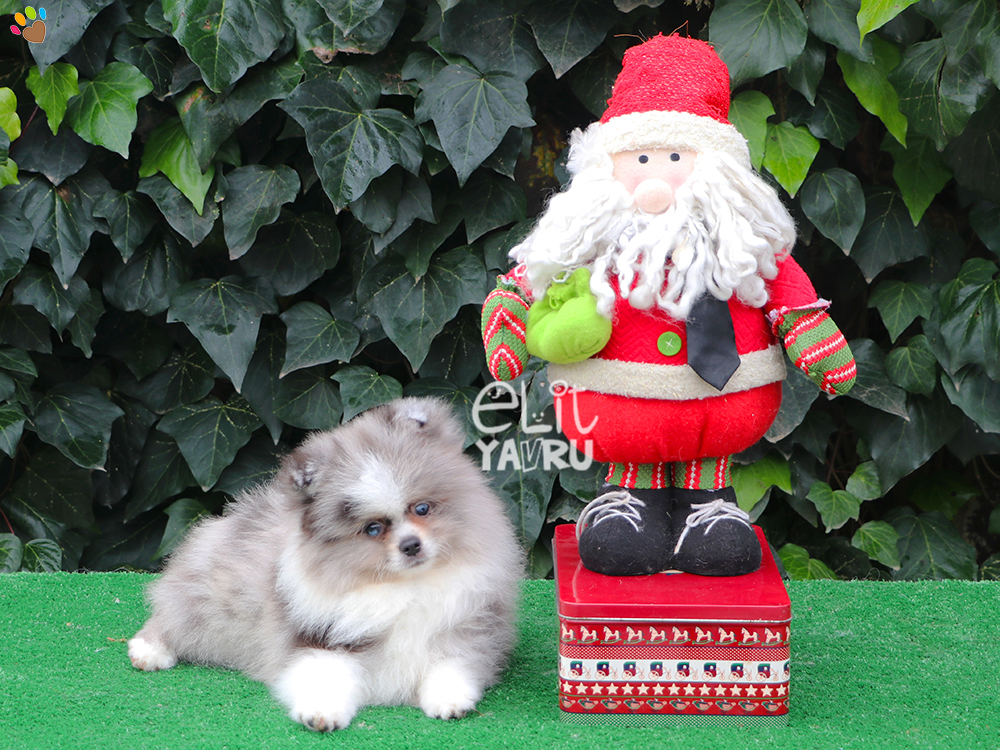 Chocolate ve Merle rengi Pomeranian elit yavrularımız :)