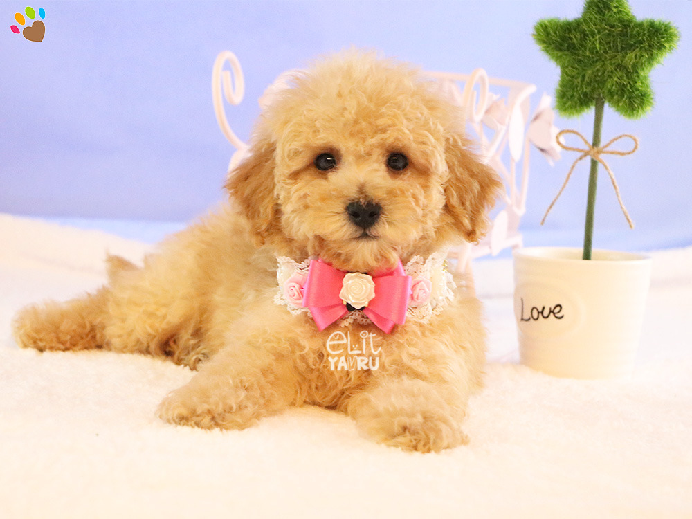 Toy Poodle Elit Yavru