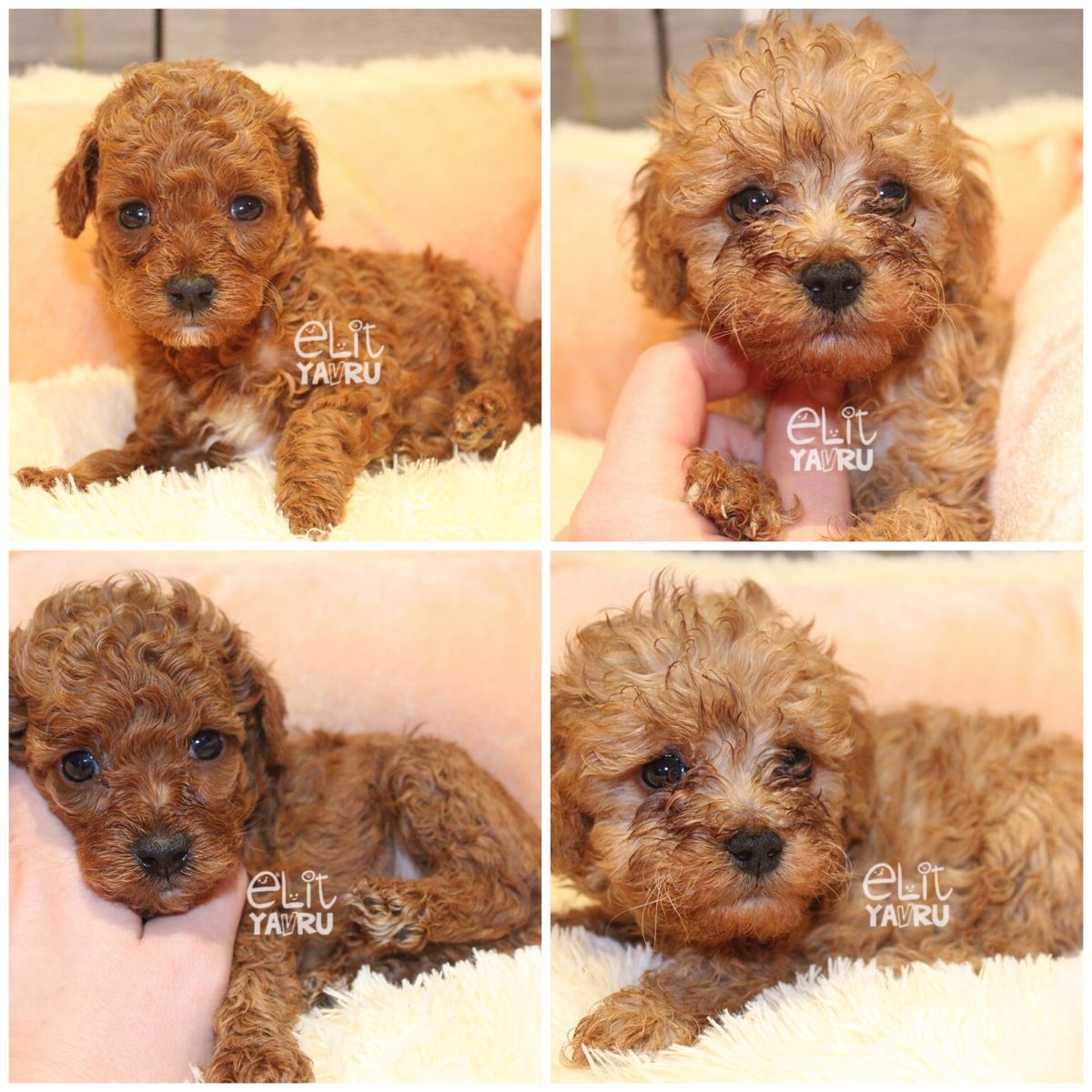 Poodle elit yavrularımız
