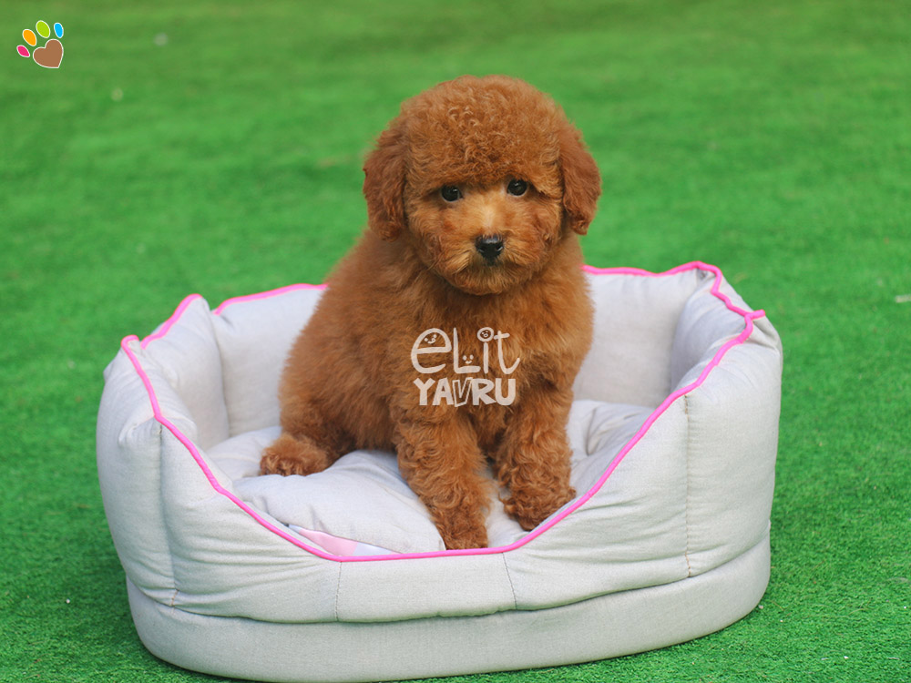Poodle cinsi Elit Yavru Çiftliği yavru köpek satış