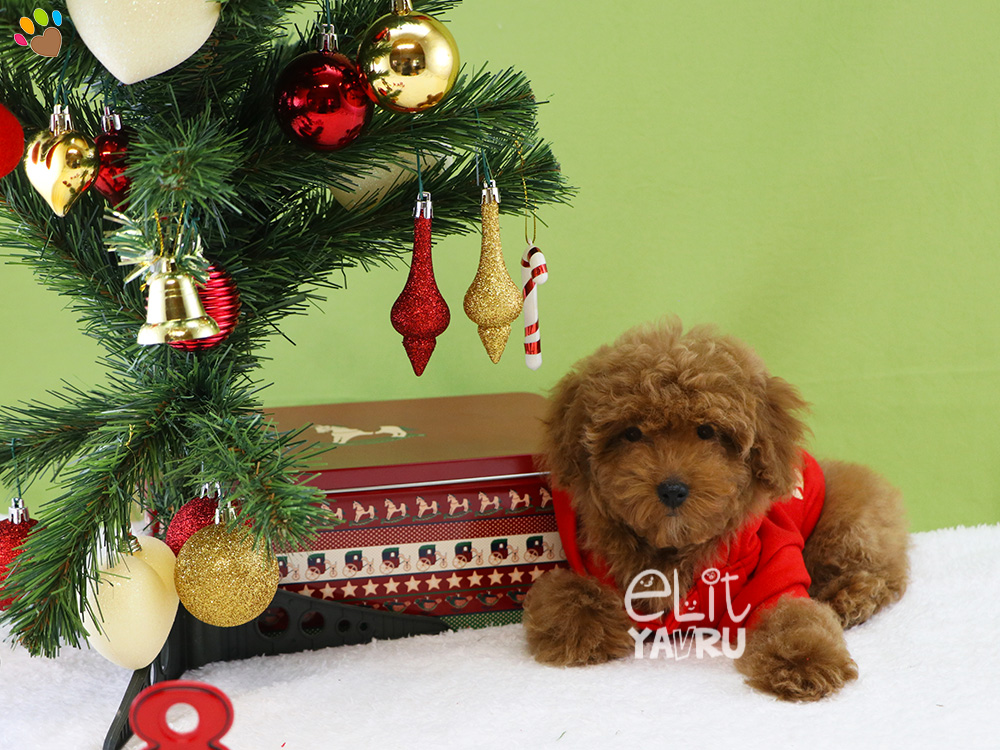 Irkının en nadir bulunan renk özelliğine sahip Toy Poodle elit yavrularımız mutlu yıllar diliyor
