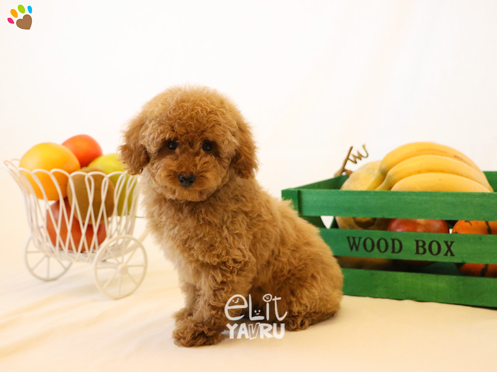 Toy Poodle Elit Yavru