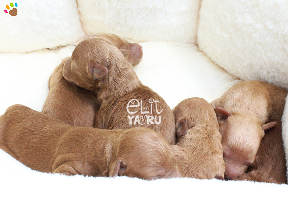 Toy Poodle elit yavrularımız dünyaya geldi