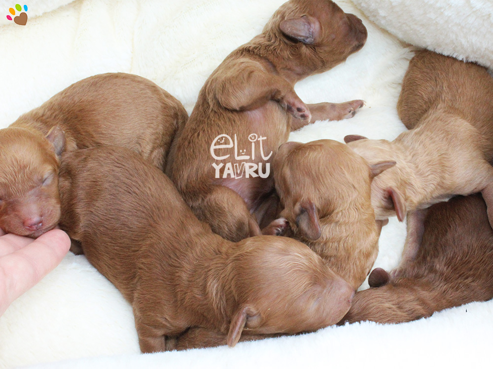 Toy Poodle elit yavrularımız dünyaya geldi