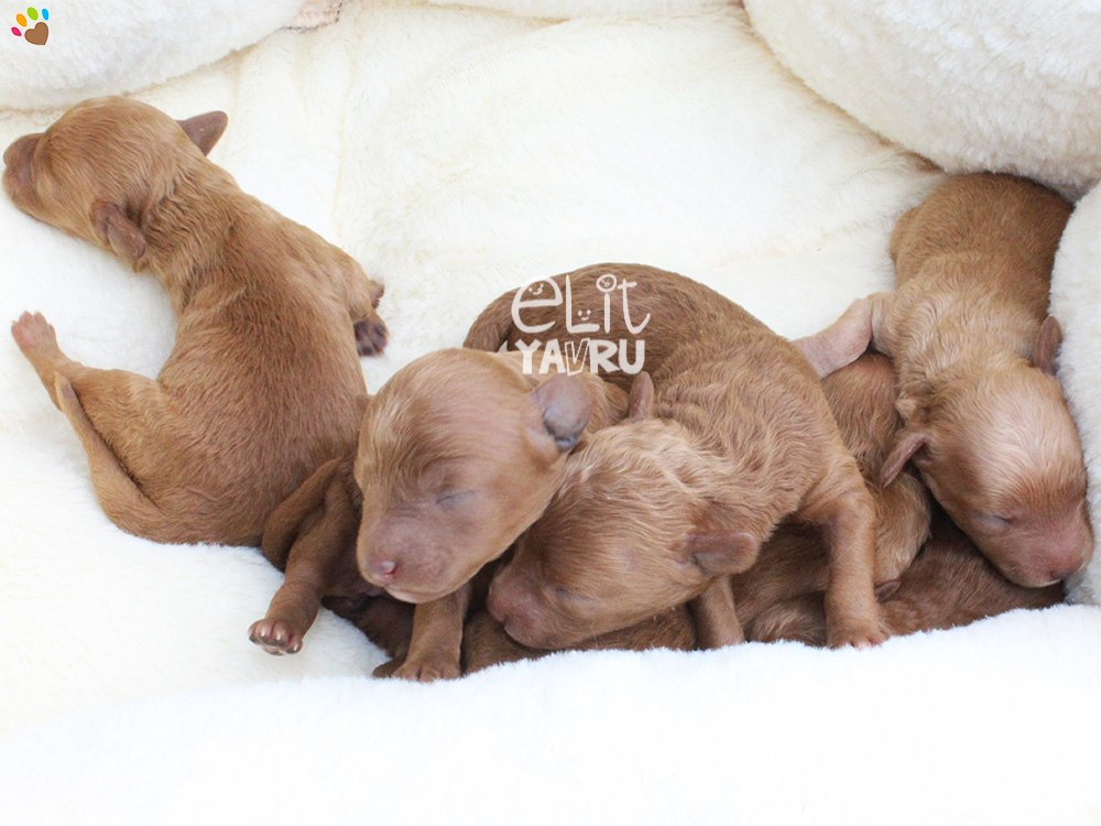 Toy Poodle elit yavrularımız dünyaya geldi