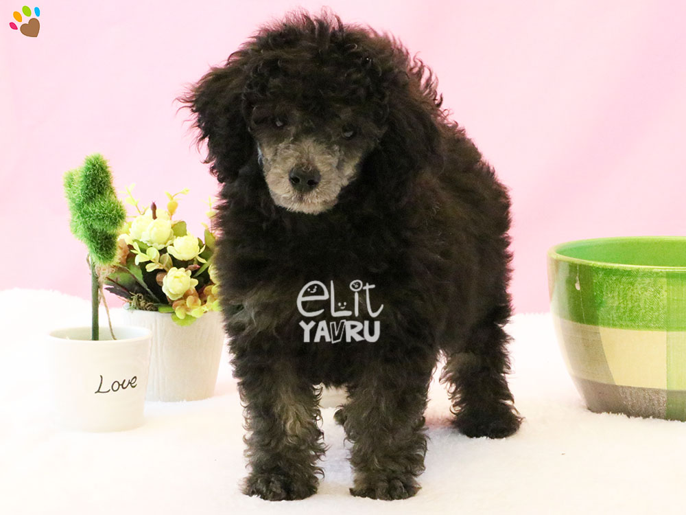 Toy Poodle Elit Yavru