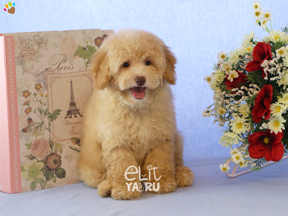 Toy Poodle Elit Yavru