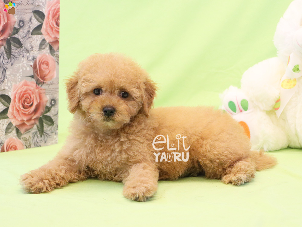 Toy Poodle Elit Yavru
