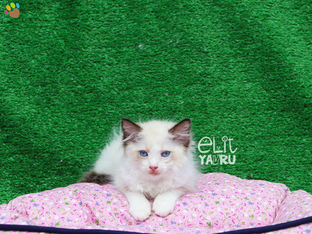 Ragdoll yavrularımız yeni ailelerine kavuşmayı bekliyor