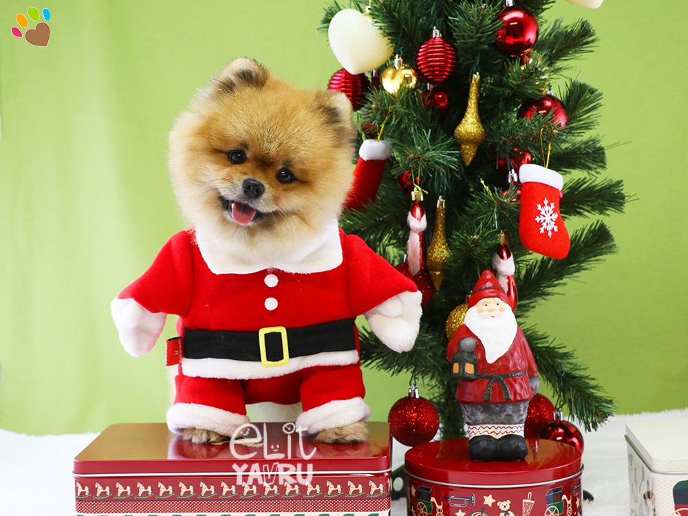 Pomeranian Ringo herkese mutlu yıllar diliyor