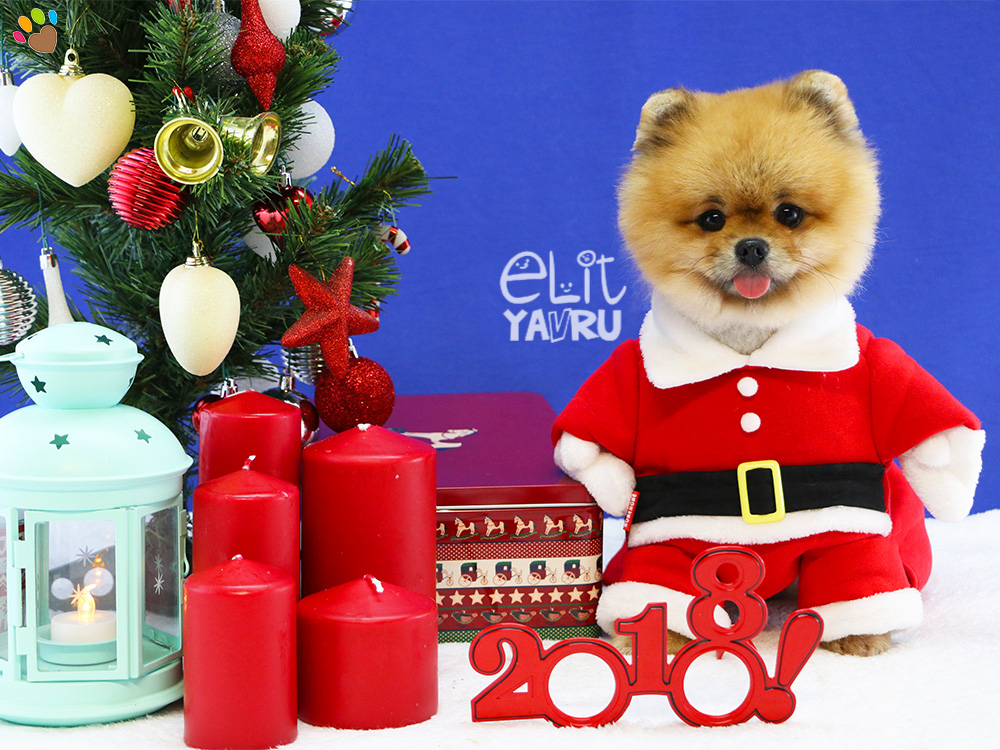 Pomeranian Ringo herkese mutlu yıllar diliyor