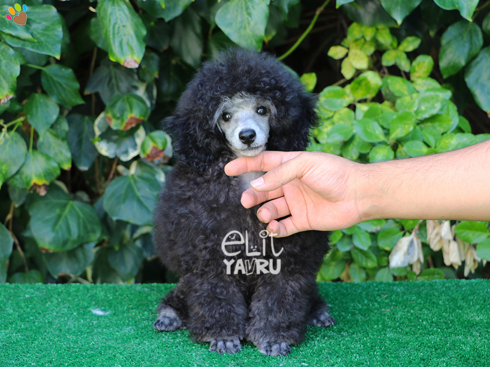 Nadir bulunan Silver Poodle yavrularımız Elit Yavru çiftliğimizde