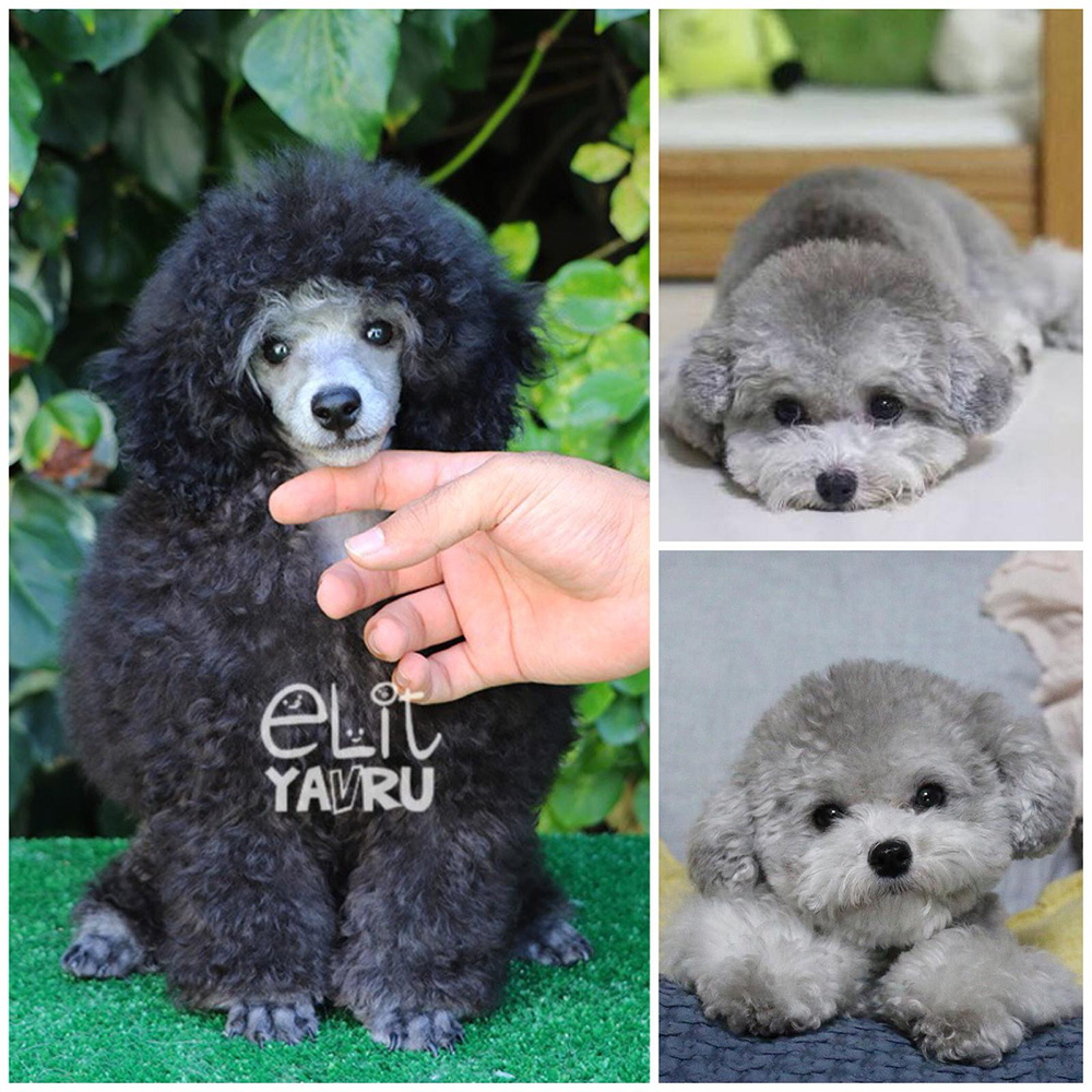 Nadir bulunan Silver Poodle yavrularımız Elit Yavru çiftliğimizde