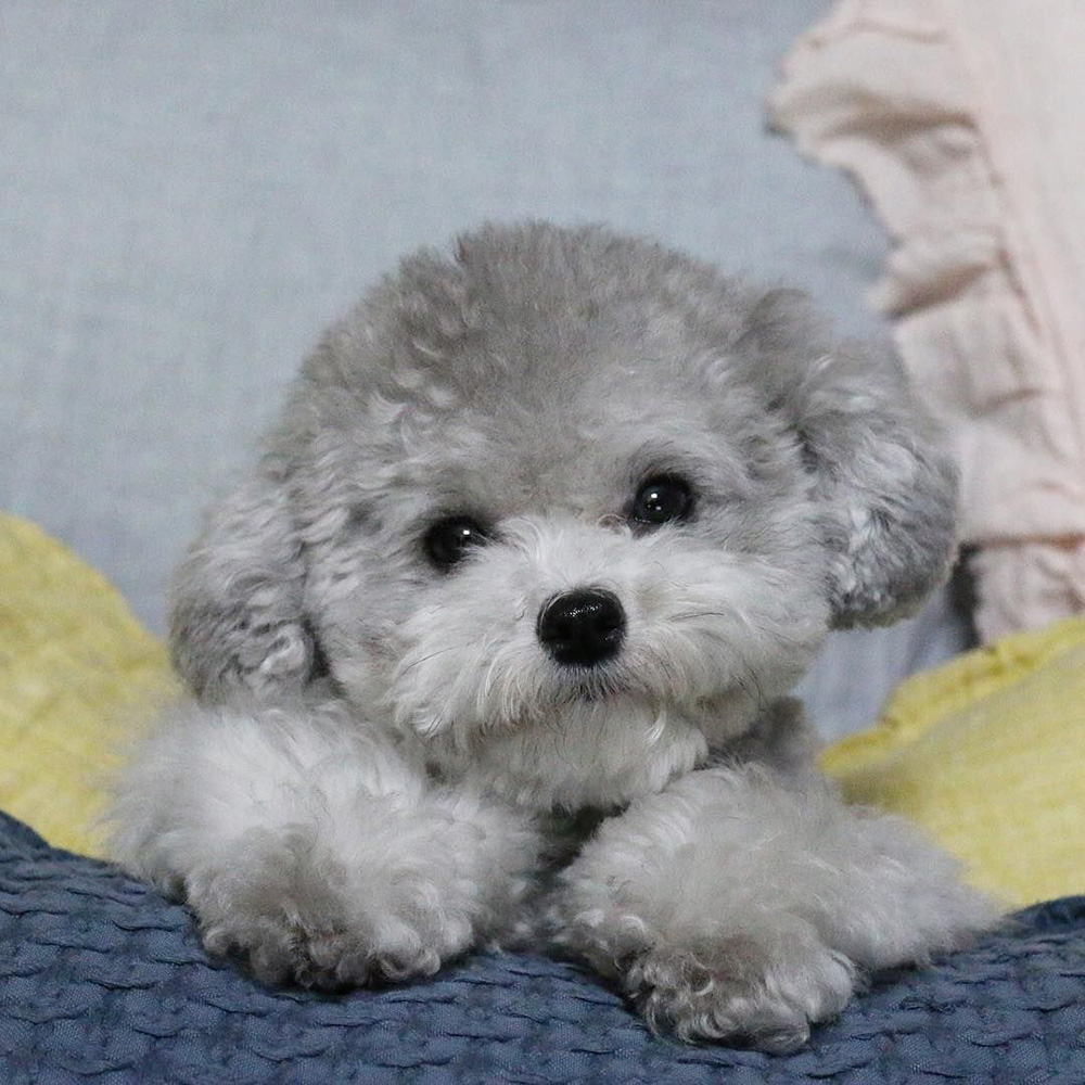 Nadir bulunan Silver Poodle yavrularımız Elit Yavru çiftliğimizde