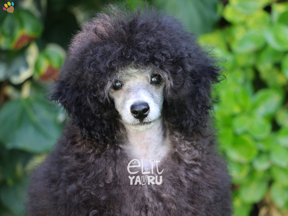 Nadir bulunan Silver Poodle yavrularımız Elit Yavru çiftliğimizde