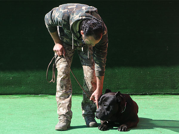 köpek temel itaat eğitimi