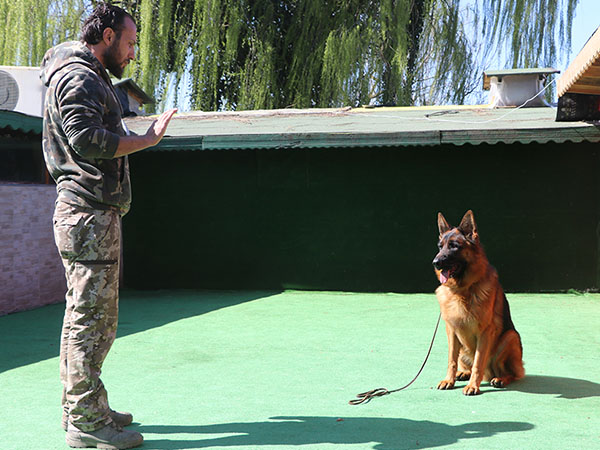 köpek temel itaat eğitimi