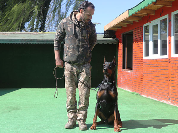 köpek temel itaat eğitim