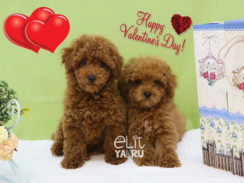 Sevgililer Günü Toy Poodle Elit Yavru 