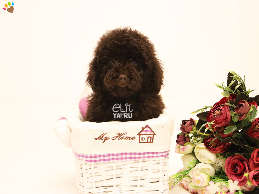 Toy Poodle Elit Yavru