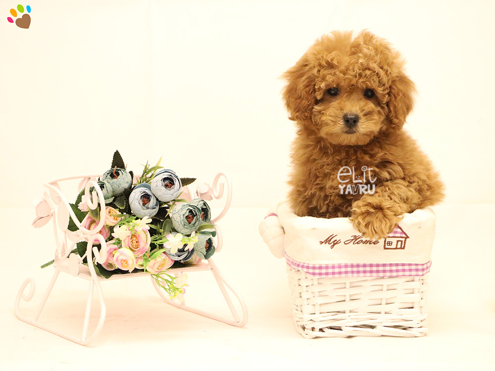 Toy Poodle Elit Yavru