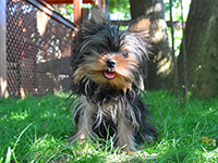 yorkshire terrier alerji