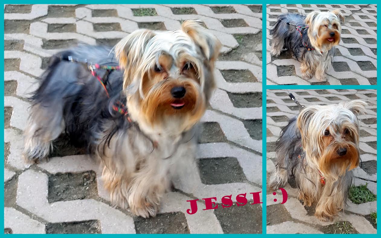 Yorkshire Terrier Jessi Referans