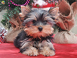 yorkshire terrier noel sağlık ve ırk garantili